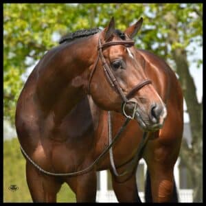 HBF Hot Expectations