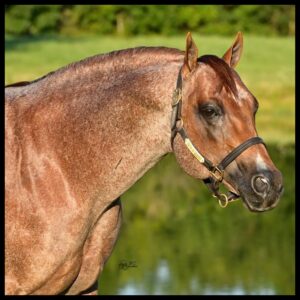 Strutin On The Range
