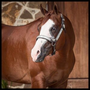 The Offshore Account