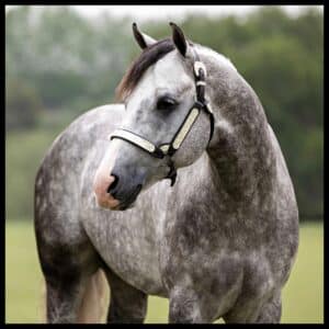 Unbridle Your Dreams